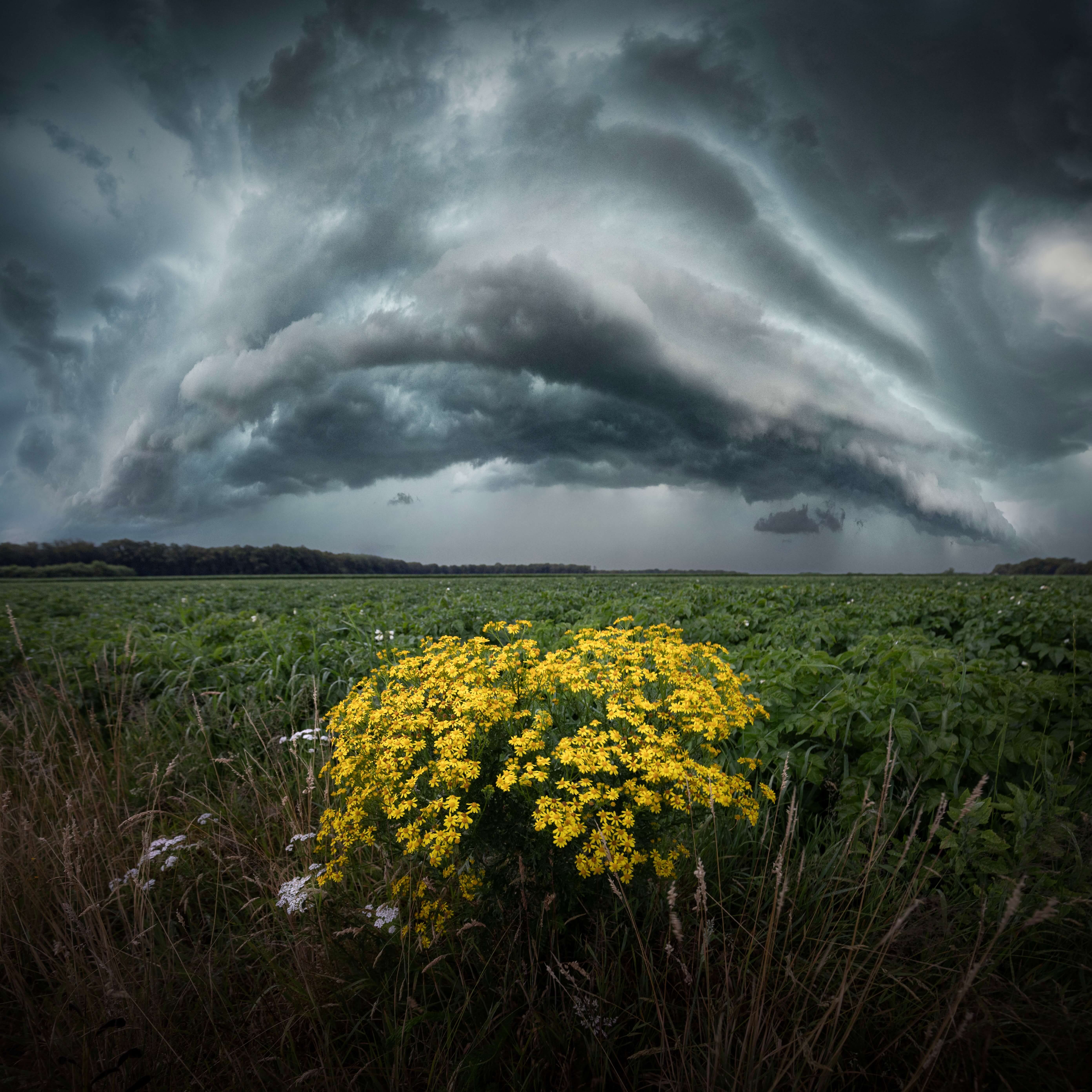 Shelfcloud met bloemen landschapsfotografie